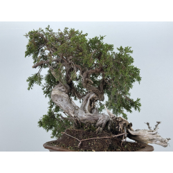 Juniperus sabina A01370 view 7