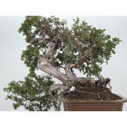 Juniperus sabina A01370 view 8