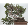 Juniperus sabina -sabina rastrera- A01370 vista 8