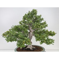 Pyracantha I-8130 vista 2