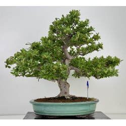 Pyracantha I-8130