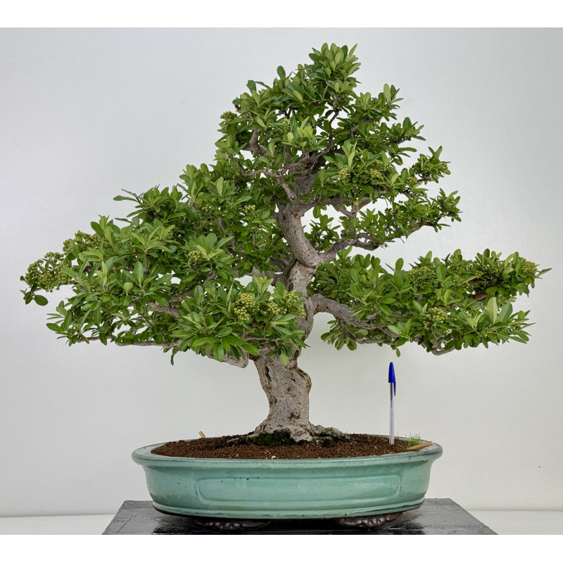Pyracantha I-8130