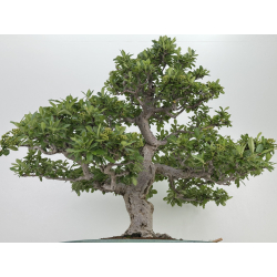 Pyracantha I-8130 vista 3