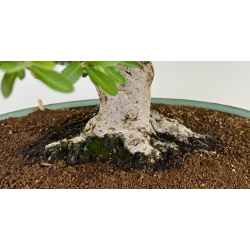 Pyracantha I-8130 vista 4