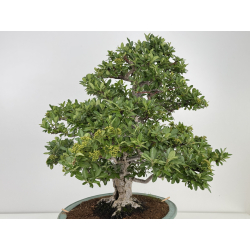Pyracantha I-8130 vista 5