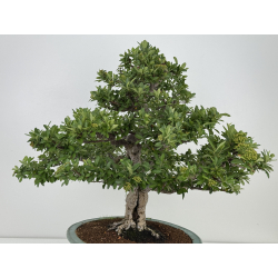 Pyracantha I-8130 vista 6
