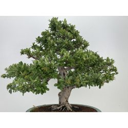 Pyracantha I-8130 vista 7