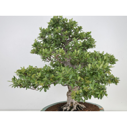 Pyracantha I-8130 vista 8
