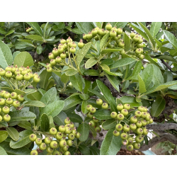 Pyracantha I-8130 vista 9