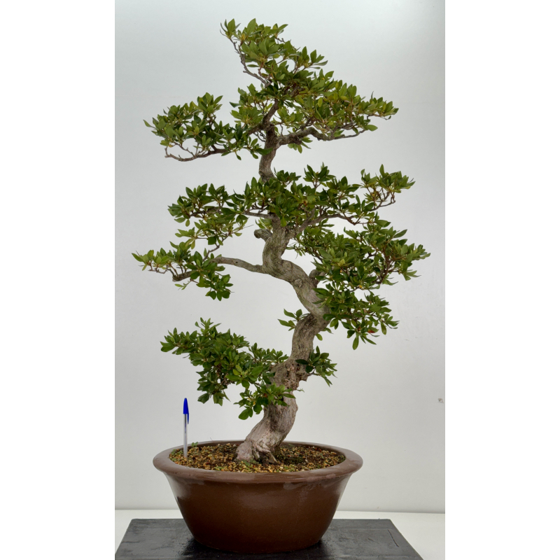 Azalea Suisen I-8136