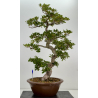 Azalea Suisen I-8136