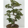 Azalea Suisen I-8136 vista 2