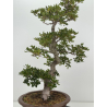 Azalea Suisen I-8136 vista 3