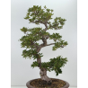 Azalea Suisen I-8136 vista 4