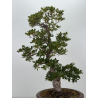 Azalea Suisen I-8136 vista 5