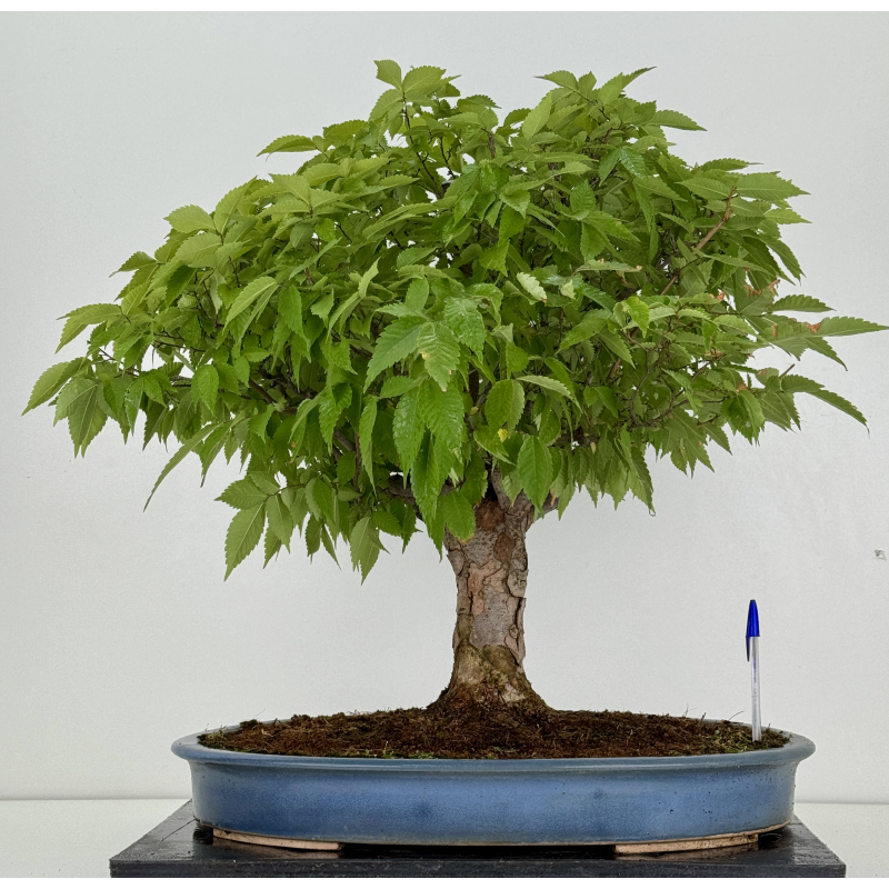 Zelkova serrata I-8138