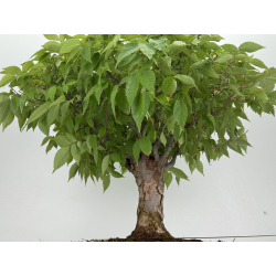 Zelkova serrata I-8138 view 4