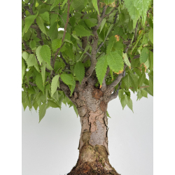 Zelkova serrata I-8138 view 3