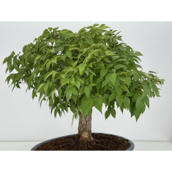 Zelkova serrata I-8138 view 5