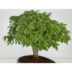 Zelkova serrata I-8138 view 6