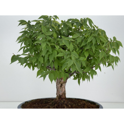 Zelkova serrata I-8138 view 7
