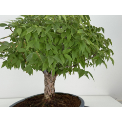 Zelkova serrata I-8138 view 8