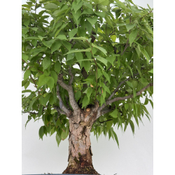 Zelkova serrata I-8138 view 9