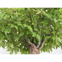 Zelkova serrata I-8138 view 10
