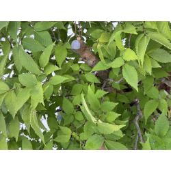 Zelkova serrata I-8138 view 11