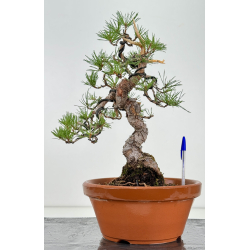 Pinus sylvestris -pino s- europeo- I-8139
