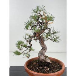 Pinus sylvestris -pino s- europeo- I-8139 vista 2