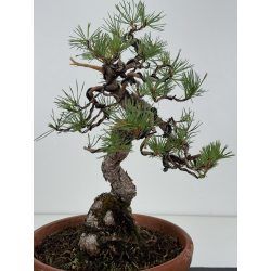 Pinus sylvestris -pino s- europeo- I-8139 vista 3