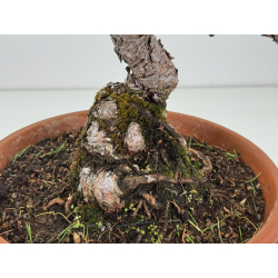 Pinus sylvestris -pino s- europeo- I-8139 vista 4