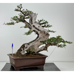 Olea europaea sylvestris -olivo acebuche- I-7714