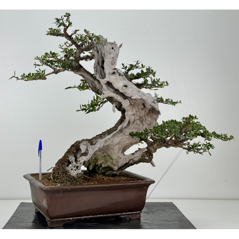 Olea europaea sylvestris  I-7714