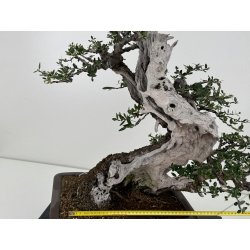 Olea europaea sylvestris -olivo acebuche- I-7714 vista 2