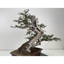 Olea europaea sylvestris -olivo acebuche- I-7714 vista 3