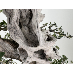 Olea europaea sylvestris  I-7714 view 4