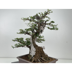 Olea europaea sylvestris -olivo acebuche- I-7714 vista 5