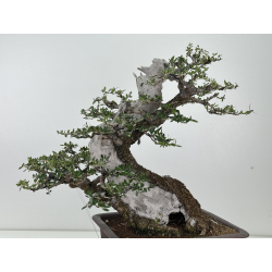 Olea europaea sylvestris -olivo acebuche- I-7714 vista 6