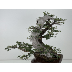 Olea europaea sylvestris -olivo acebuche- I-7714 vista 7