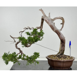 Juniperus sabina -sabina rastrera- A01679