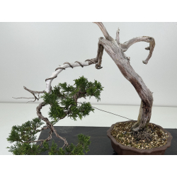 Juniperus sabina A01679 view 2
