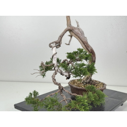 Juniperus sabina -sabina rastrera- A01679 vista 3
