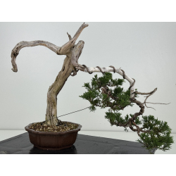 Juniperus sabina -sabina rastrera- A01679 vista 4