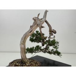 Juniperus sabina -sabina rastrera- A01679 vista 5