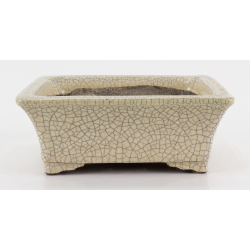 Bonsai pot JTA8679 TERAHATA SATOMI