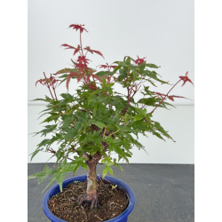 Acer palmatum deshojo I-8141 vista 2
