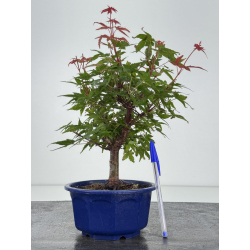 Acer palmatum deshojo I-8141