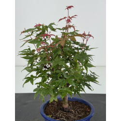 Acer palmatum deshojo I-8141 vista 3
